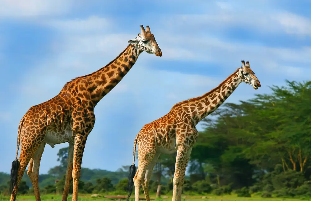 how old do giraffes live
