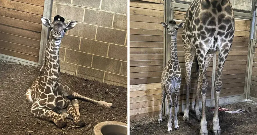 Kansas City Zoo Celebrates Baby Giraffe Birth While Supporting Conservation Efforts