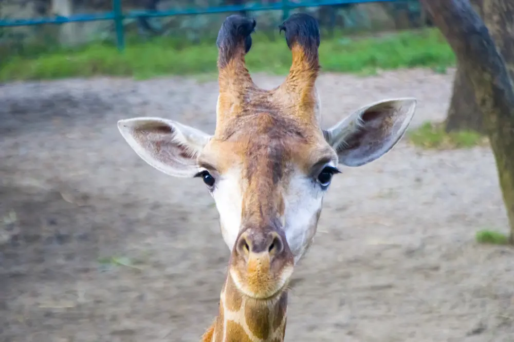 One-of-a-Kind Spotless Giraffe Born at Tennessee Zoo Draws Worldwide Interest