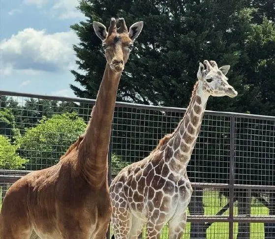 Remembering Kipekee, the Rare Spotless Giraffe, and Her Conservation Legacy