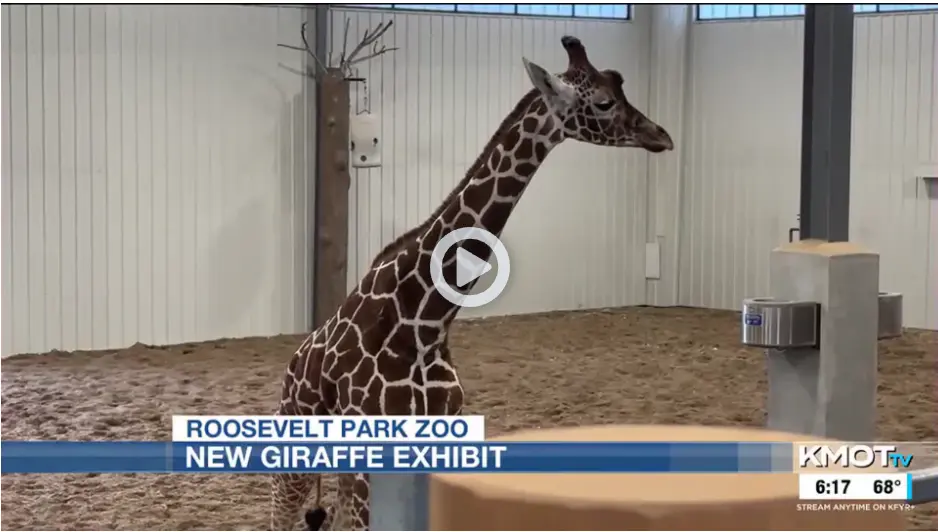 Roosevelt Park Zoo Opens Year-Round Giraffe Habitat Supporting Conservation Efforts