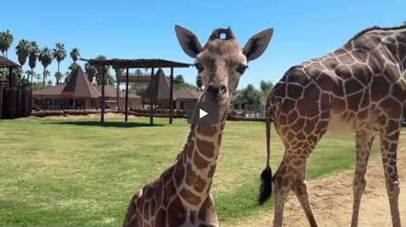 Wildlife World Zoo Welcomes Baby Reticulated Giraffe and Highlights Conservation Partnership