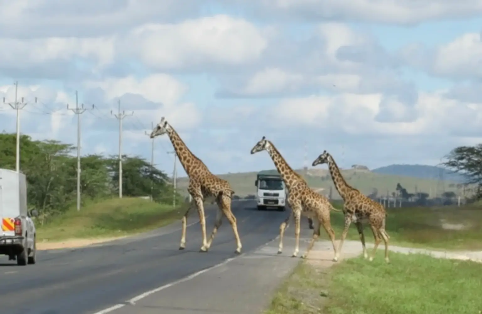 Wildlife-Highway-Crossing-Research-banner