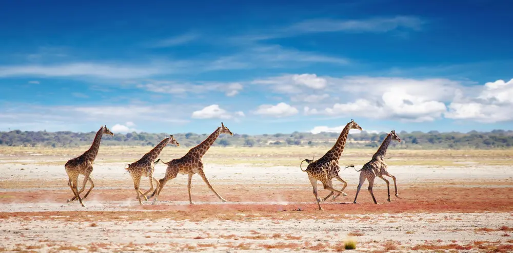 Can Giraffes Jump? The Truth About the World’s Tallest Animal
