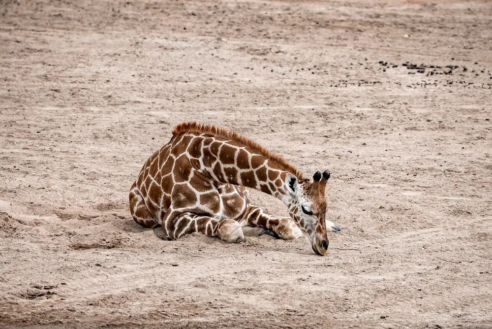 Can Giraffes Lie Down? Why They Usually Rest Standing Up
