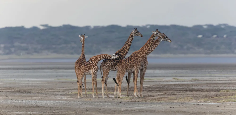Do Giraffes Make Noise? The Quiet Sounds Giraffes Use to Communicate