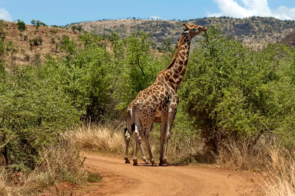 How Are Giraffes Transported? Methods, Challenges, and Safety Measures
