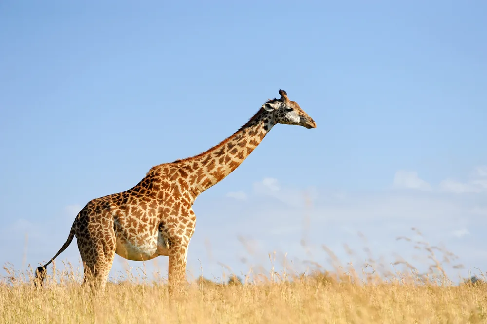 Rare Spotless Giraffes: Genetics, Conservation Significance, and Public Fascination