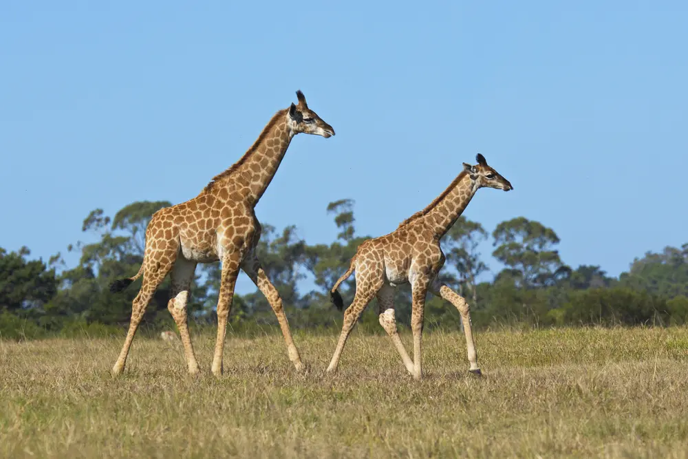 The Conservation Status of Giraffe Subspecies: Which Are Most at Risk?