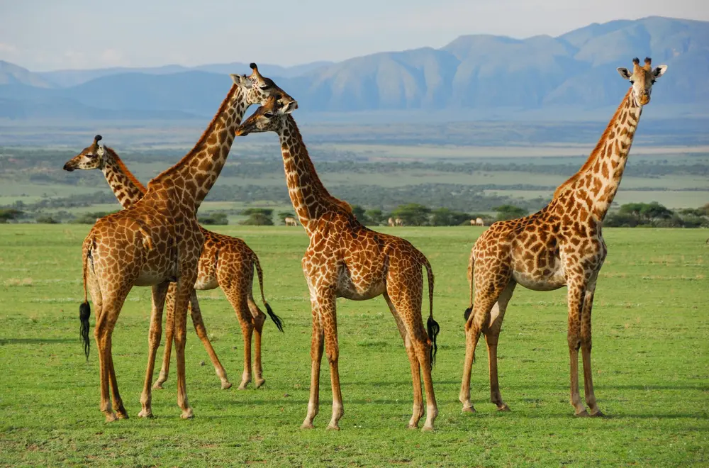 What Do Giraffes Symbolize? Meaning, Spiritual Significance, and Cultural Interpretations