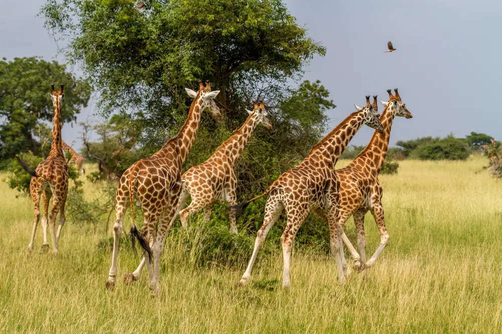 What Is a Group of Giraffes Called?