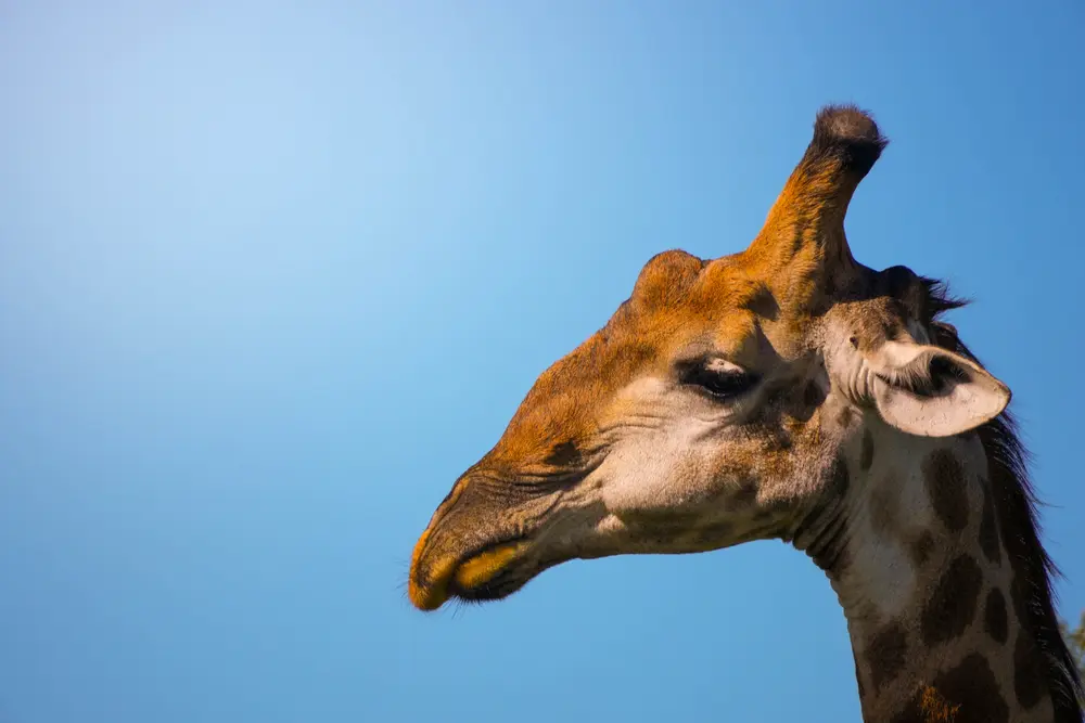 Do Giraffes Have Horns?