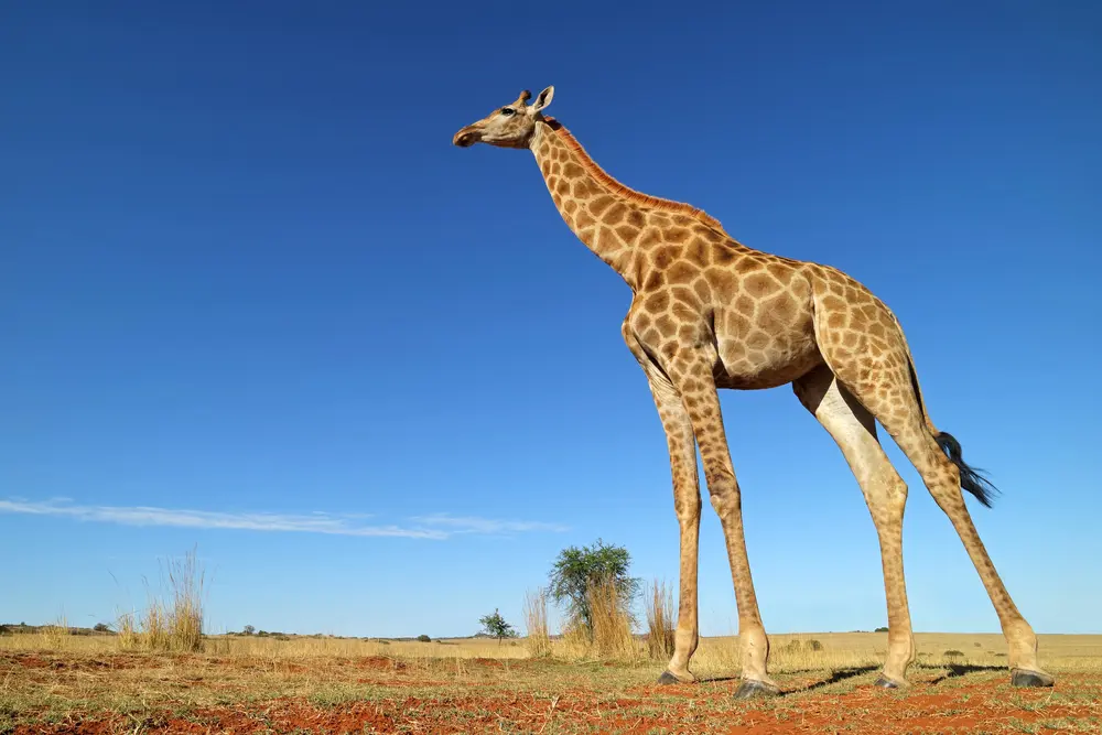 How Long Are Giraffes Pregnant?