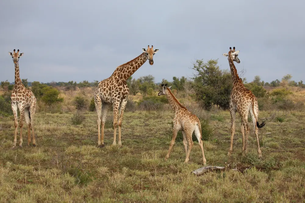what happens if giraffes disappear ecological consequences for african savannas