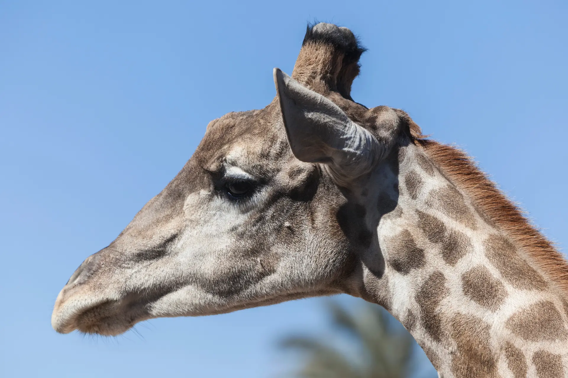 White & Albino Giraffes: The Rare Kenyan Giraffes Poachers Targeted