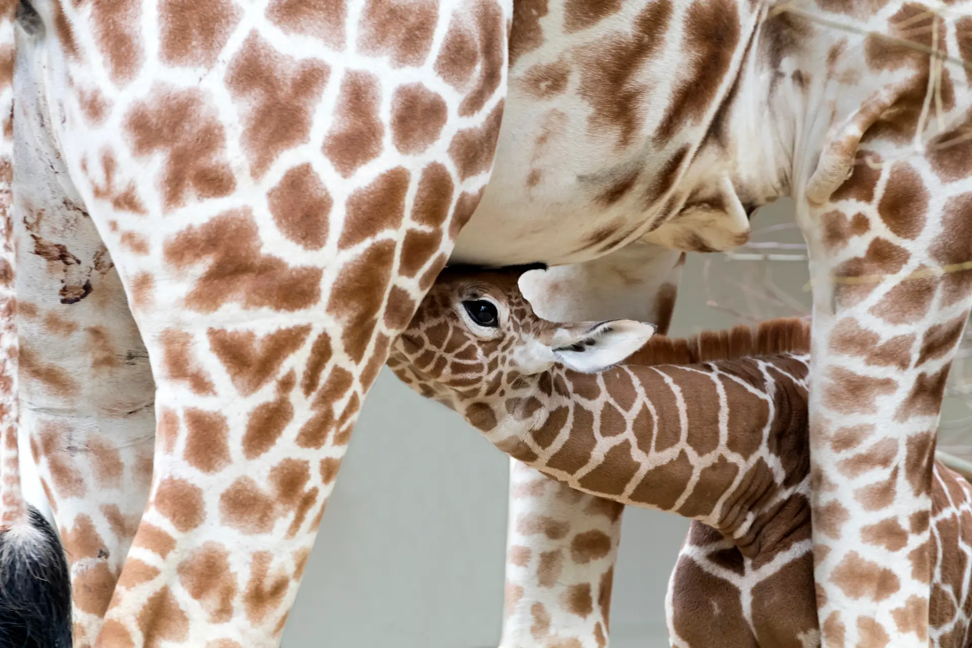 Baby Giraffe: Facts, Growth & What Makes Calves Unique