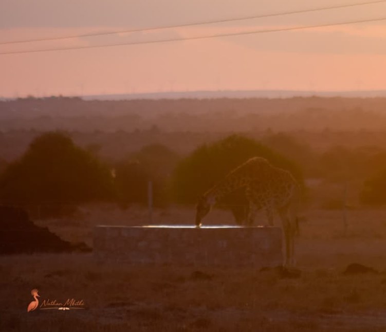 Giraffe drinking at a trough in the Athi-Kapiti Plains Giraffe drinking at a trough in the Athi-Kapiti Plains