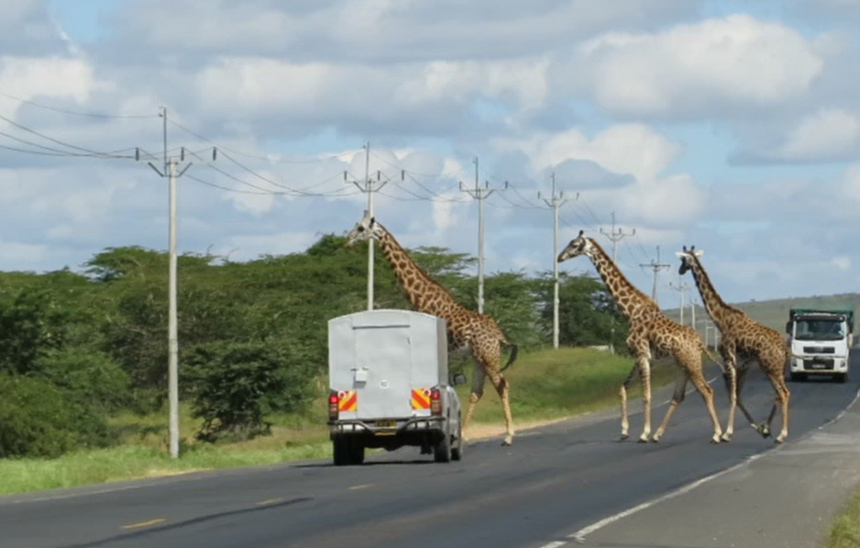 Giraffes attempting a dangerous road crossing Giraffes attempting a dangerous road crossing