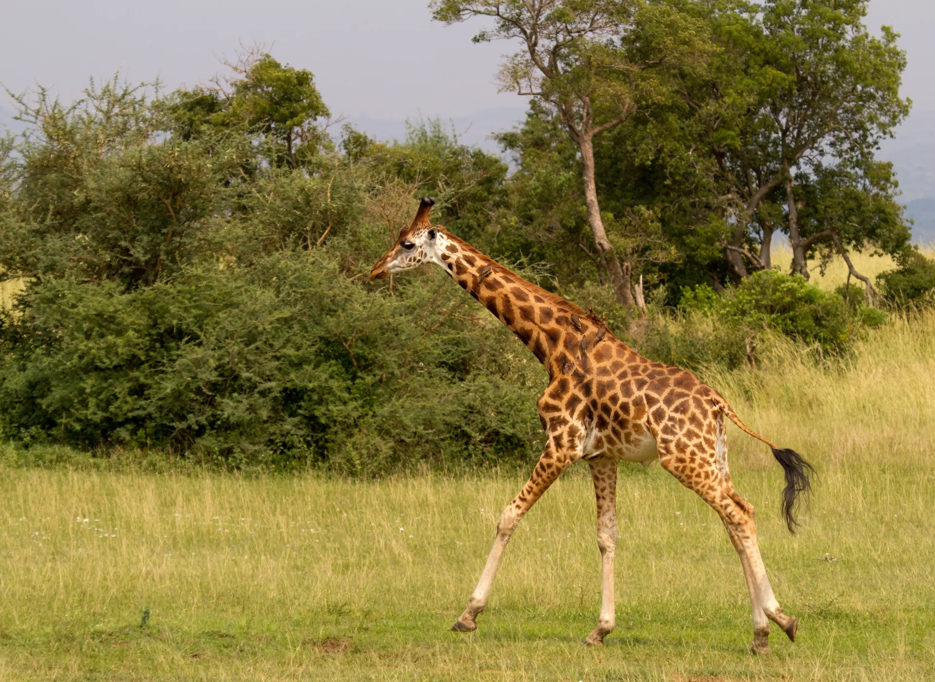 What Gracie the Texas Giraffe’s Escape Teaches Us About Captive Giraffe Welfare